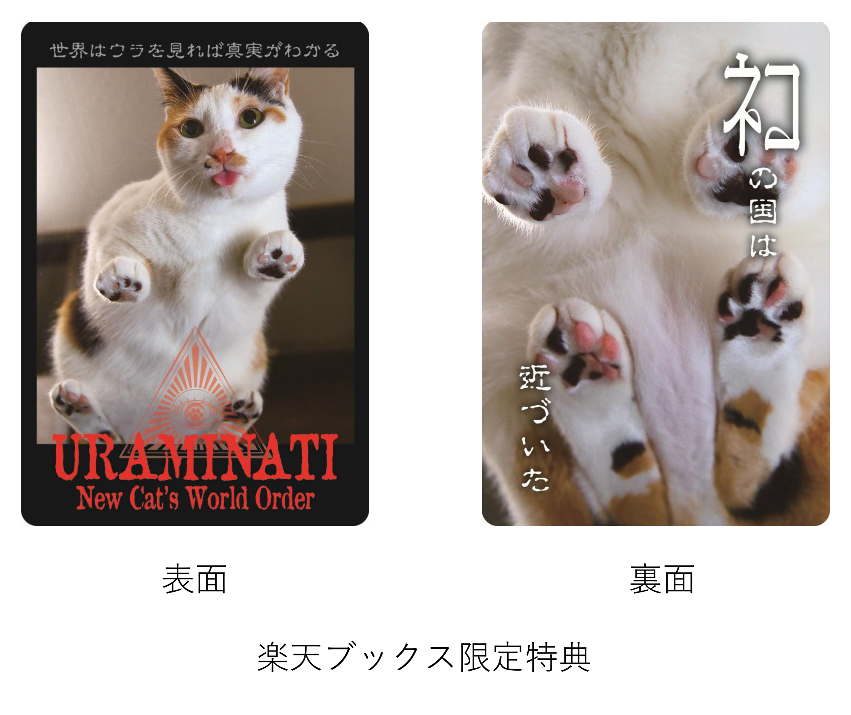 ⑥ネコ様の裏側